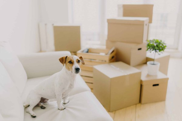 Come migliorare l'ambiente di vita di un coniglio in gabbia?